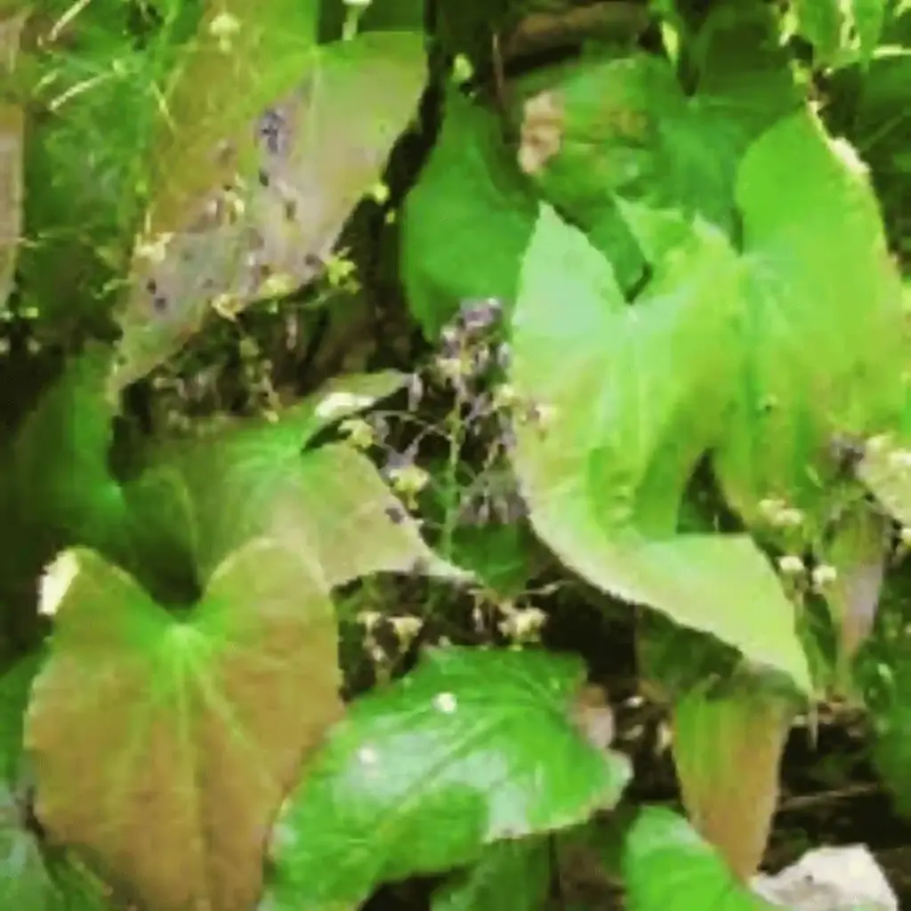epimedium sagittatum