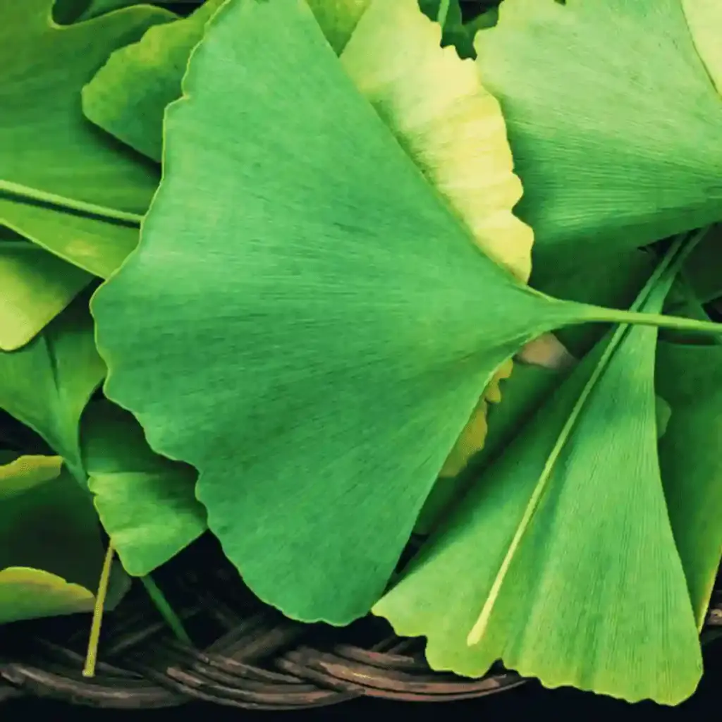 ginkgo biloba