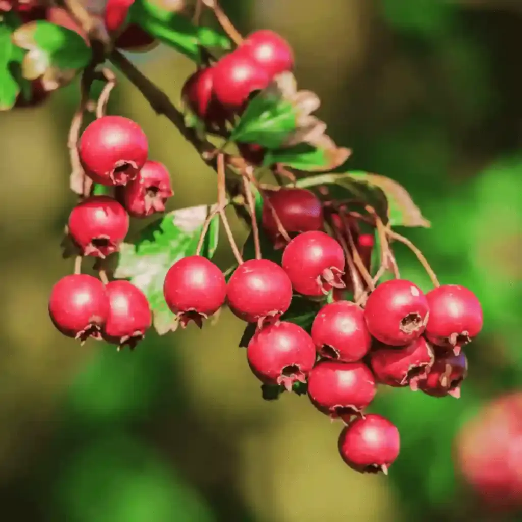 hawthorn berry